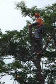 Reliable, Affordable Tree and Stump Removals at West Hindmarsh