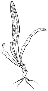 Image result for Grammitis