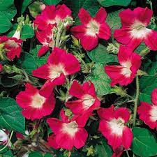 Split Personality Morning Glory Seeds Morning Glory Seeds Morning Glory Flowers Morning Glory Vine