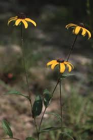 Image result for Rudbeckia hirta