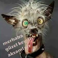 Gulmeli Sekiller Ve... - Gulmeli Sekiller Ve Videolar