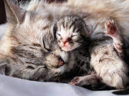 Die erziehung eines gesunden und ausgeglichenen katzenbabys kann als eine erfolgreiche zusammenarbeit von mensch und katzenmutter gesehen werden. Entwicklung Eines Katzenbabys Die Ersten Vier Wochen