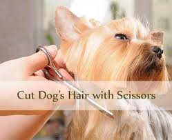 Pin On For The Doggies