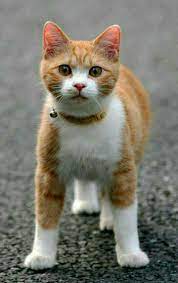 Pin By Rebekah Cary On Cute Cat Pretty Cats Cute Cats Cats And Kittens