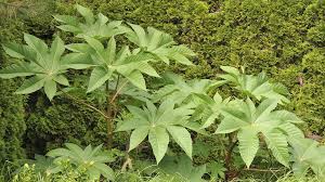 Deadly Plants 13 Plants That Can Literally Kill You Deadly Plants Plants Poisonous Plants