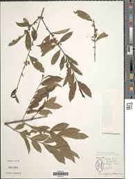 Image result for Tricalysia pallens