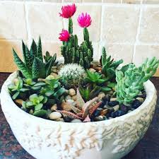 How To Make A Succulent Garden Small Towns City Lights Succulent Garden Diy Succulents Succulents Garden