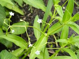 Image result for Pentodon