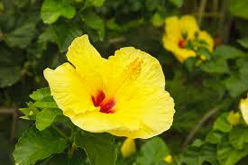 Hawaii state flower is the yellow hibiscus. Yellow Hibiscus Hawaii State Flower Photograph By Douglas Peebles