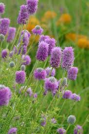 We did not find results for: Pin By Lis Arnau On Illinois Native Plants Prairie Flower Purple Flowers Garden Clover Seed
