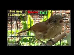 Download mudah suara burung prenjak gacor untuk pikat mikat burung perenjak cinenen ciblek di alam. Suara Burung Flamboyan Betina