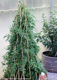 The roots like to grow deep. Image Result For Goji Berry Plant Trellis Berry Plants Goji Berry Plant Goji Berries