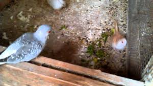 Teises ringis sai ta jagu kohalikust tennisist kristina mladenovicist 6 : Dijamant Golubici Youtube