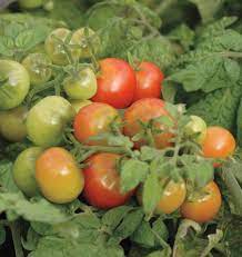 Tiny Tim Cherry Tomato Seeds West Coast Seeds