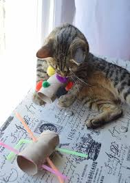 Cats Toys Ideas Keeping Your Cat Entertained Doesn T Have To Be An Expensive Exercise The Uk S Largest Cat Charity Cats P Diy Cat Toys Cat Diy Diy Pet Toys