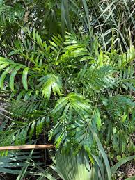 Image result for Filicium decipiens