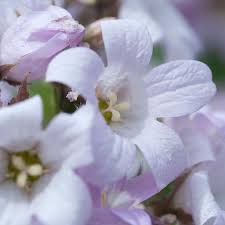 Image result for Landolphia camptoloba