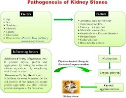 Analysis Of Stones Formed In The Human Gall Bladder And Kidney Using Advanced Spectroscopic Techniques Abstract Europe Pmc