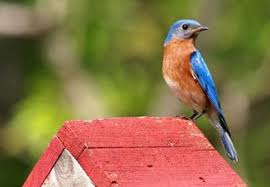 We did not find results for: Creative Darling Bird Bath Projects For The Yard