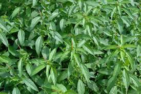 Image result for Acalypha paucifolia