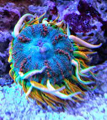 This Beauty Was Born In My Tank At The Beginning Of The Year And Its Truly One Of A Kind Flow Beautiful Sea Creatures Marine Aquarium Saltwater Aquarium Setup