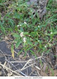 Image result for Alternanthera sessilis