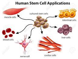 Human Muscle Cell Diagram Koibana Info Stem Cell Therapy Stem Cell Research Cell Diagram