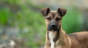 My gsd/boxer mix rosie by: German Shepherd Boxer Mix Boxer Shepherd Breed Information