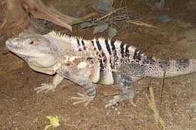 Arizona Lizard Black And White Tail Black Spiny Tailed Iguana Chameleon Lizard Lizard Iguana
