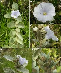 Image result for Bonamia