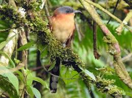 Image result for Micrococca capensis