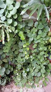 Image result for Cissus rubiginosa