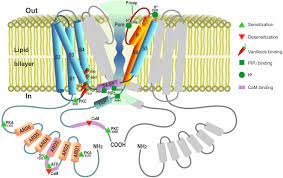 Frontiers Beyond Neuronal Heat Sensing Diversity Of Trpv1 Heat Capsaicin Receptor Channel Functions Cellular Neuroscience