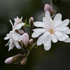 We did not find results for: Spring Flowering Ornamental Trees Chicago Botanic Garden