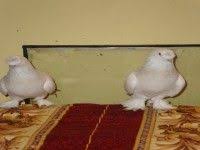 Http Www Guvercin Com Mermeri Disi Beyaz Gaga Html Resim Kus