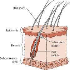 Structure Of The Skin In Cats Cat Owners Veterinary Manual