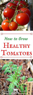 Even the most experienced gardeners get overzealous in starting too many plants, purchasing too many. How To Grow Healthy Tomatoes Growing Organic Tomatoes Growing Tomato Plants Tips For Growing Tomatoes