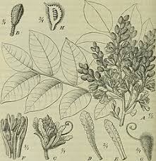 Image result for Tessmannia