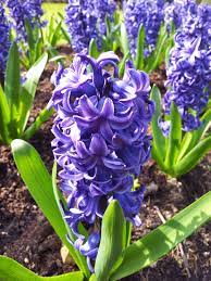 In compilation for wallpaper for hyacinth, we have 28 images. Hyacinth Plant Wikipedia
