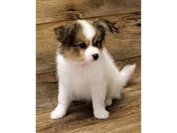 Find only guaranteed quality, healthy puppies. Papillon Puppies Petland St Louis Missouri