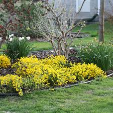 Image result for Genista