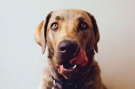Sometimes a dog will lick their lips or the air before they vomit so this can be a good warning sign for you especially when accompanied with other unusual behavior like drooling and panting. What Does It Mean When A Dog Licks Their Lips The Lab Au Vetshopaustralia Com Au Official Blog