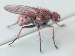 Seriously though, flies don't carry any tranmissable diseases that i know of. Scientists Discover Two New Species Of Flesh Eating Fungi In Denmark