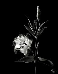Lisianthus In Black And White By Endre Balogh Black And White Flowers Black And White Roses Black And White