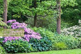 Rhododendrons are best known for their spectacular clusters of large, showy and often fragrant originating from the himalayas, rhododendrons have long been a mainstay of the woodland garden. Shade Planting With Stock Photo By Christa Brand Image 0469342