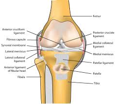 Structural And Functional Features Of Major Synovial Joints And Their Relevance To Osteoarthritis Intechopen
