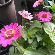 Gambar bunga dari kertas gambar c sumber gambarc.blogspot.com. Tanaman Hias Bunga Kertas Zinnia Kembang Kertas Zinnia Shopee Indonesia