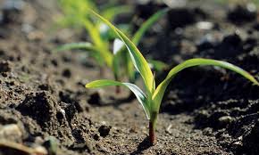 Corn Replanting Guidelines Golden Harvest