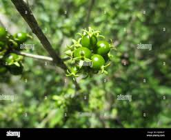 Image result for Pavetta zeyheri