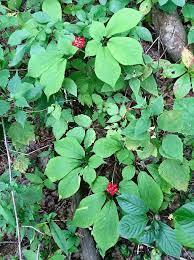 The root of the ginseng plant has been used for medicinal purposes for thousands of years and is highly sought after. The Future Of Wild Simulated Ginseng